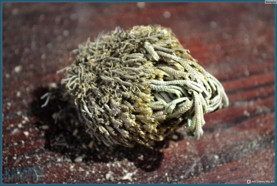 Селагинелла лепидофилла