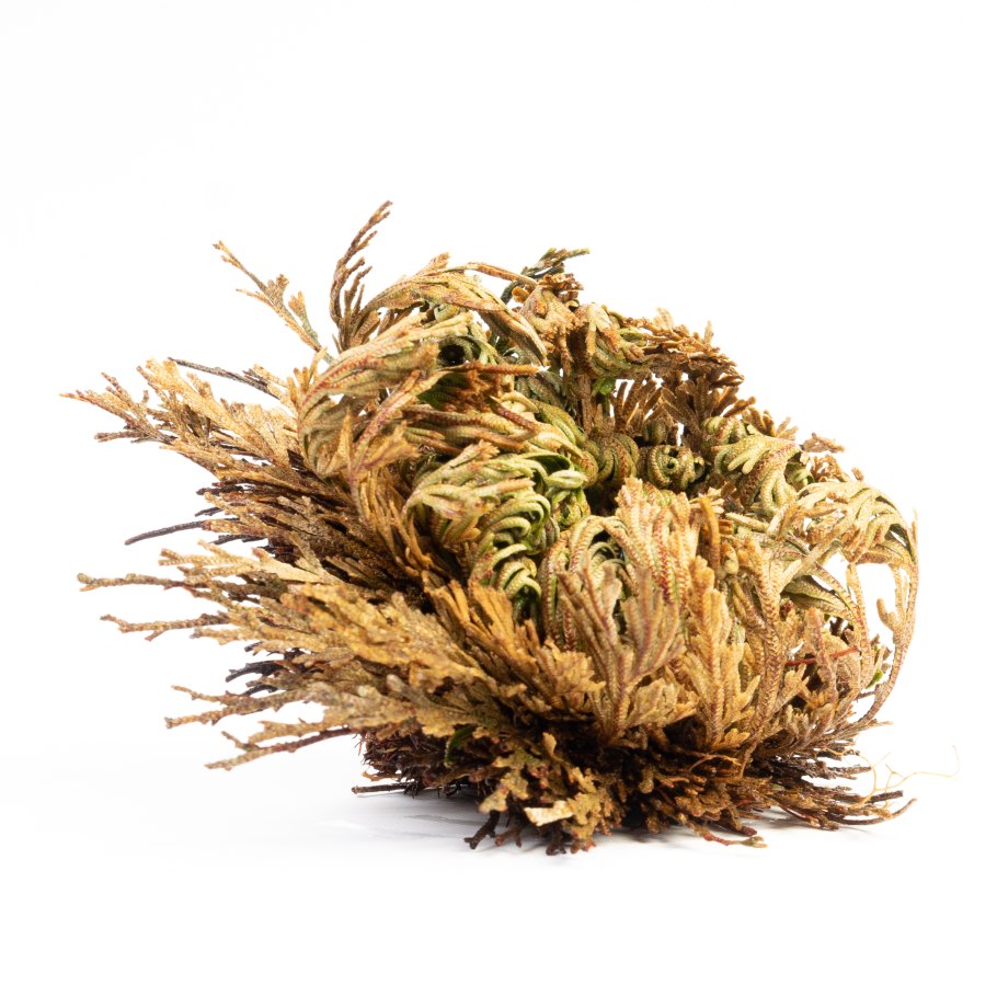 Роза Иерихона папоротник