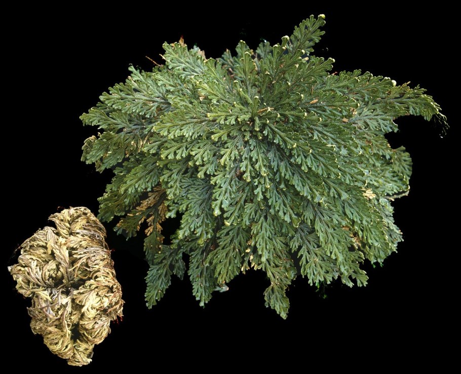 Selaginella lepidophylla