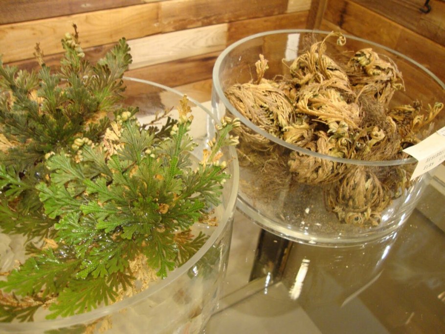 Иерихонская роза цветение