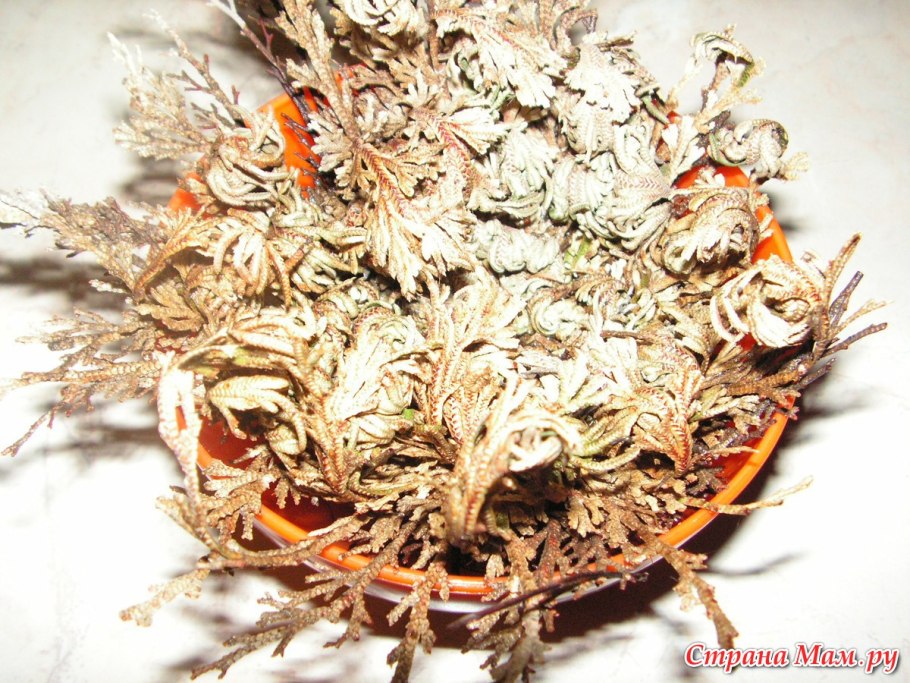 Selaginella lepidophylla