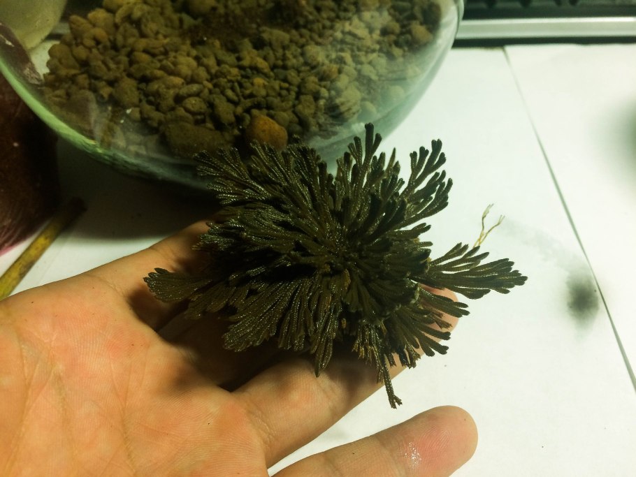 Selaginella lepidophylla