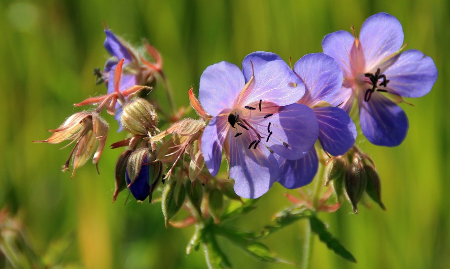 Герань Сибирская Geranium sibiricum l.