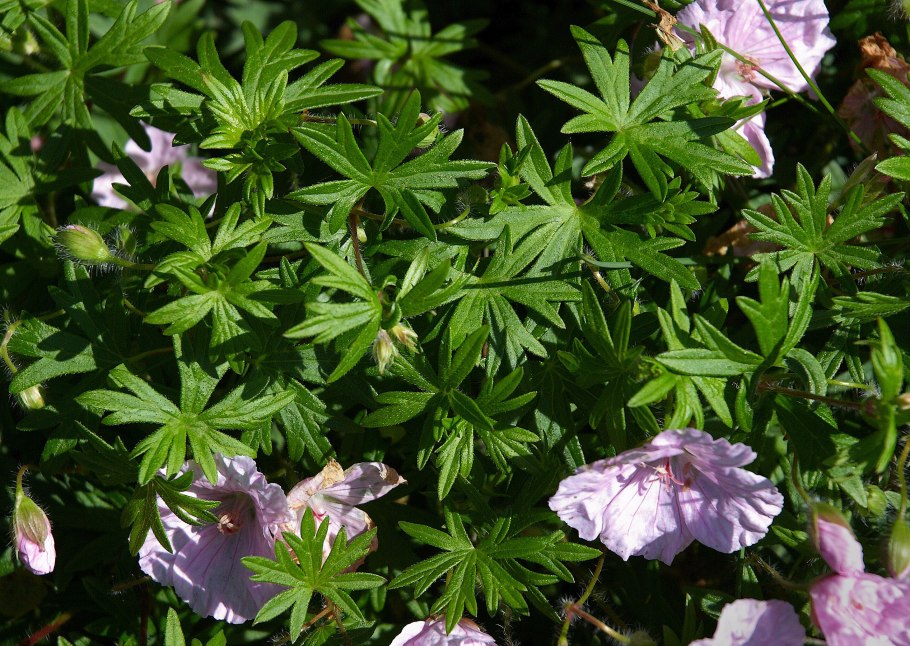 Герань холмовая (Geranium collirtum),