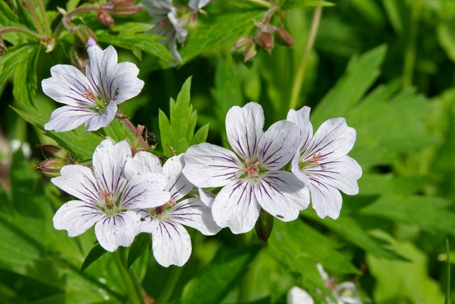 Герань Сибирская Geranium sibiricum l.
