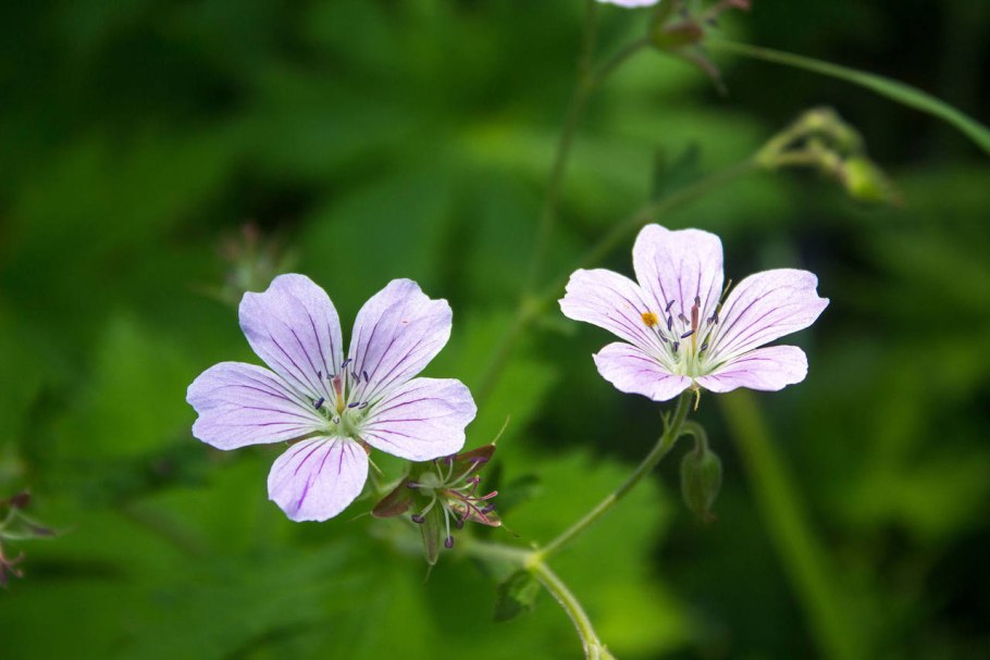 Герань волосистоцветковая Камчатка