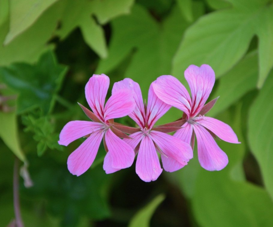 Герань роземур