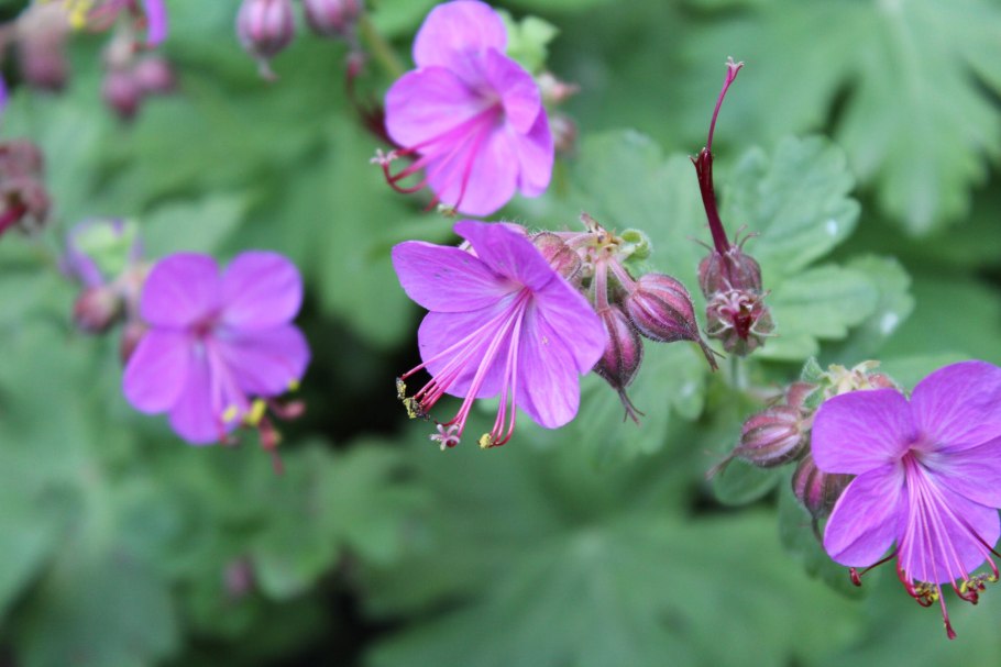 Герань журавельник