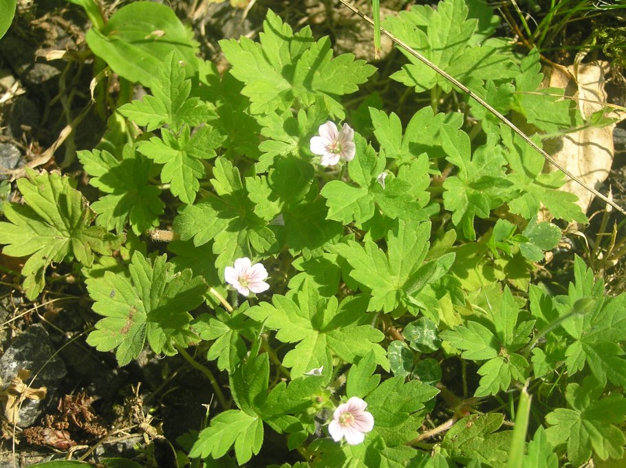 Герань Сибирская Плантариум