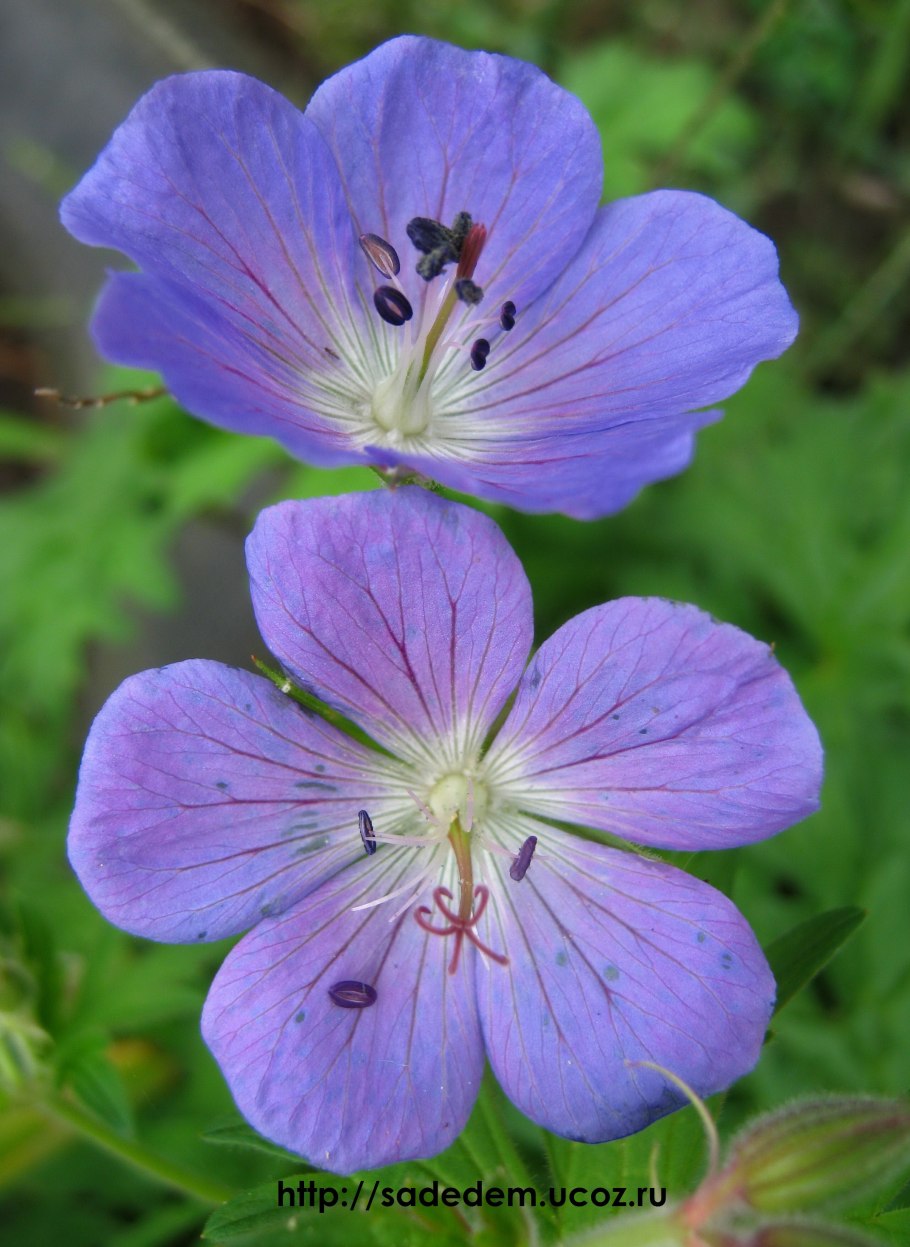 Герань Лесная (Geranium sylvaticum)
