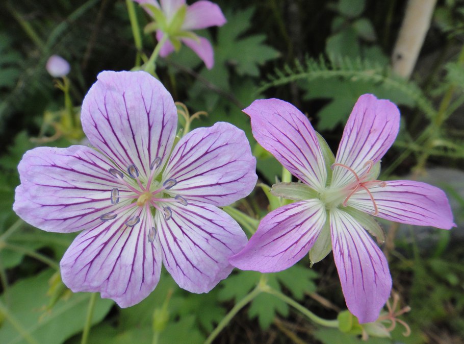 Герань Сибирская Geranium sibiricum l.