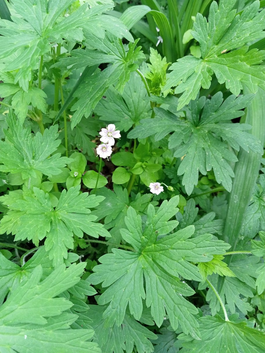 Герань кроваво-красная ‘apfelblute’