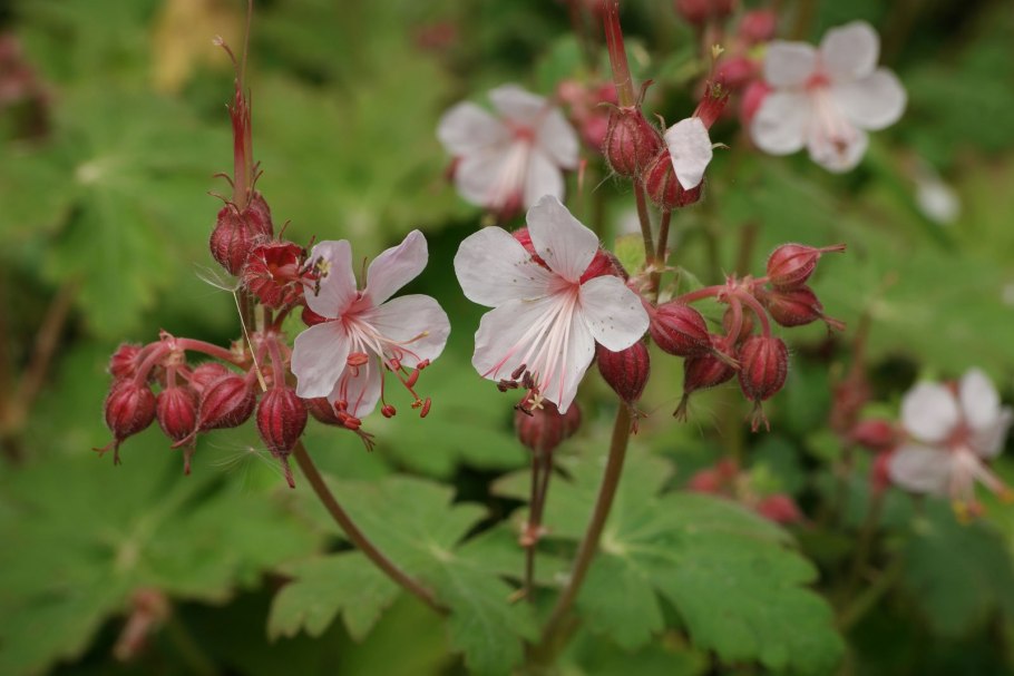 Geranium macrorrhizum spessart