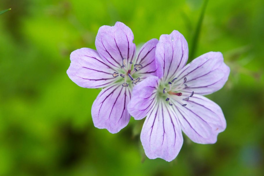 Герань Кара Виола