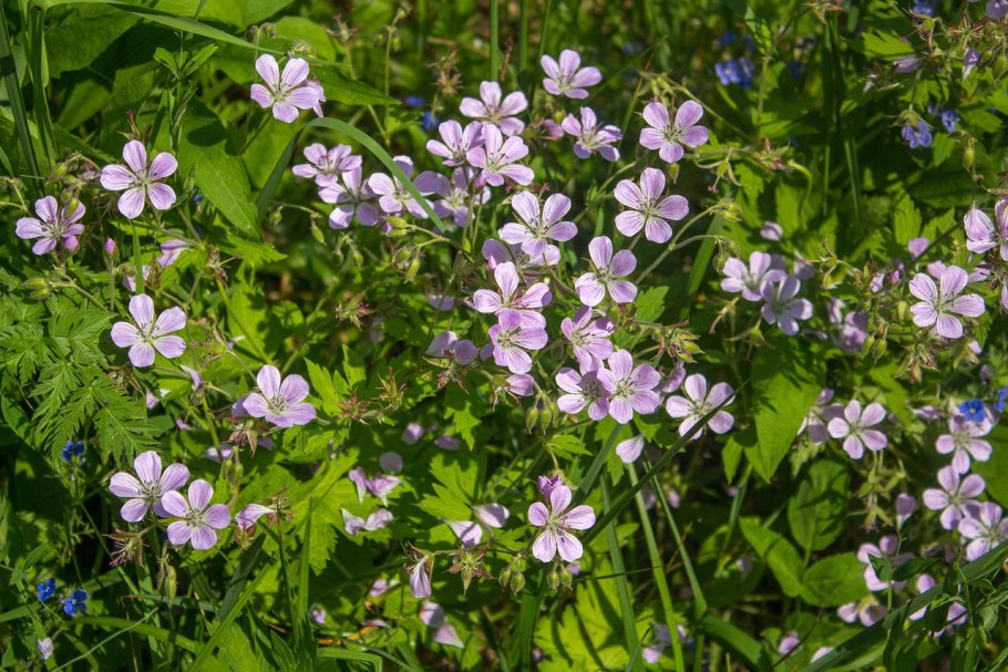 Герань Лесная Мэйфлауэр