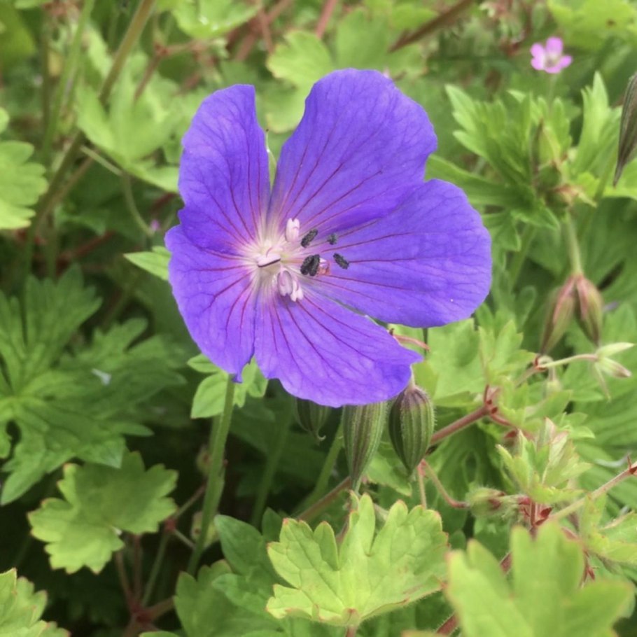 Герань волосистоцветковая