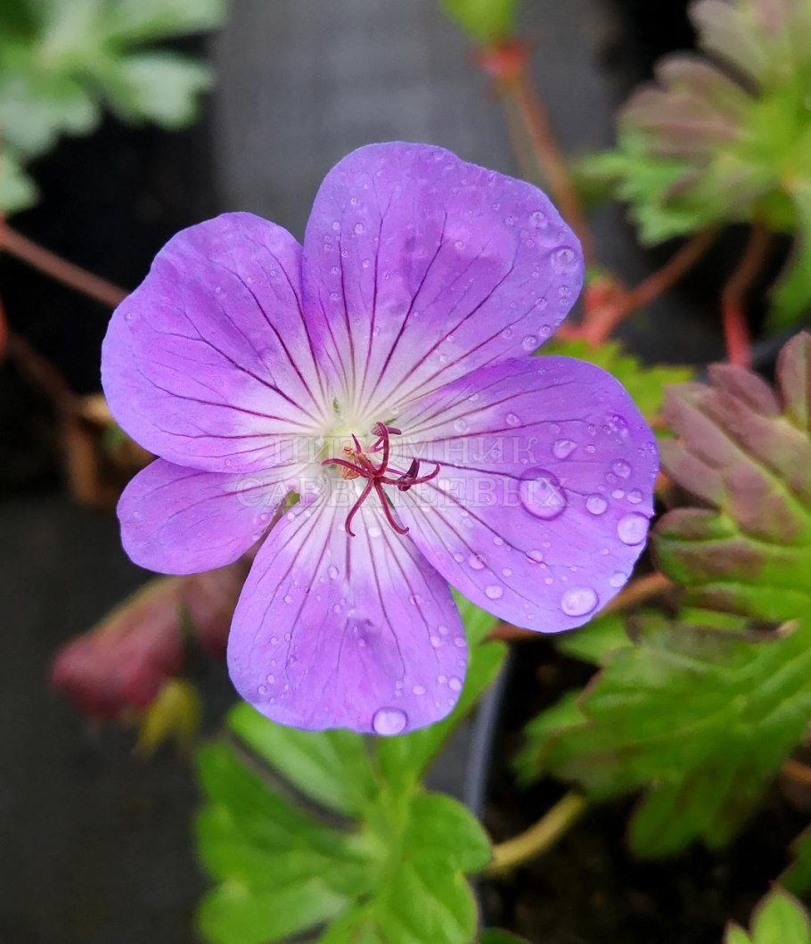 Герань гибридная розанна