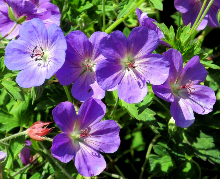 Geranium sylvaticum
