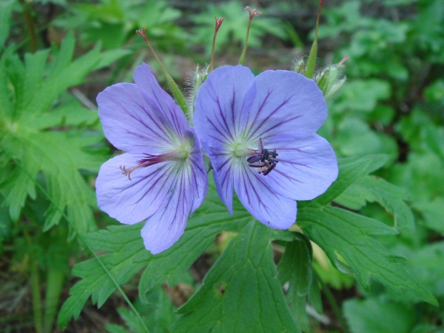 Герань Сибирская корень