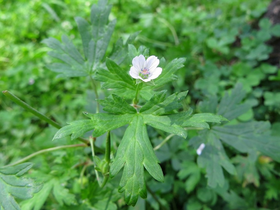 Герань Сибирская Geranium sibiricum