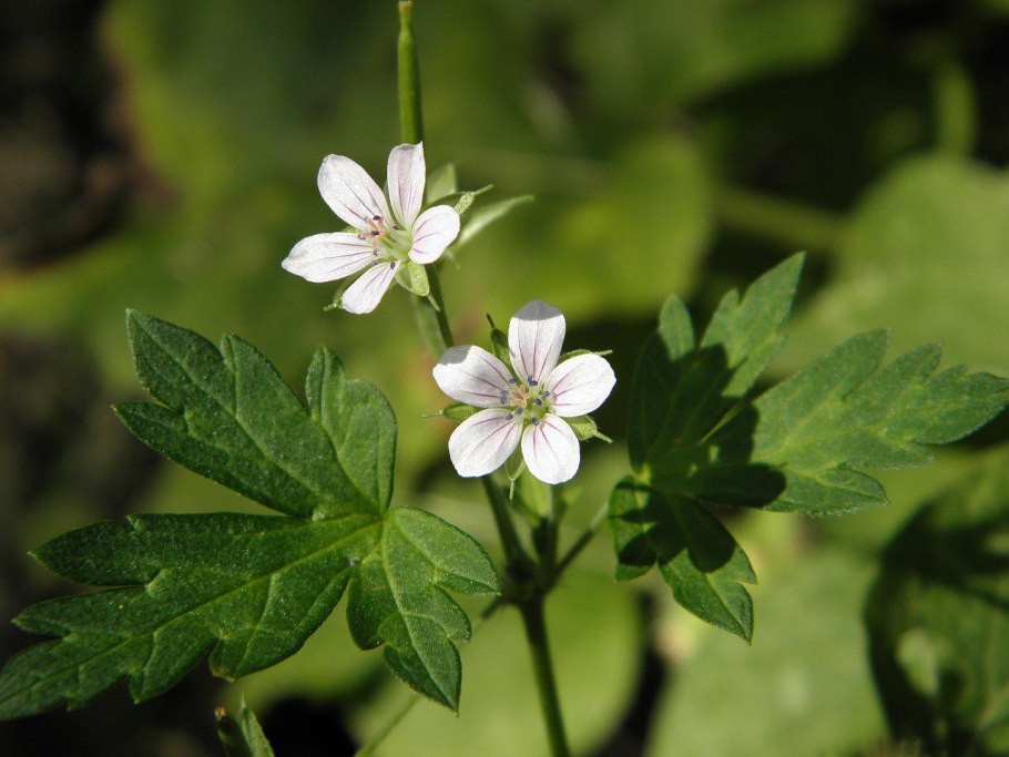 Герань Сибирская Geranium sibiricum l.