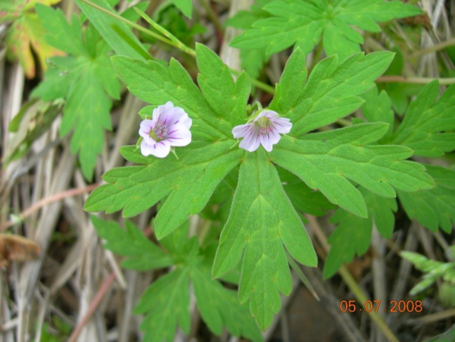 Герань Geranium sanguineum apfelblume