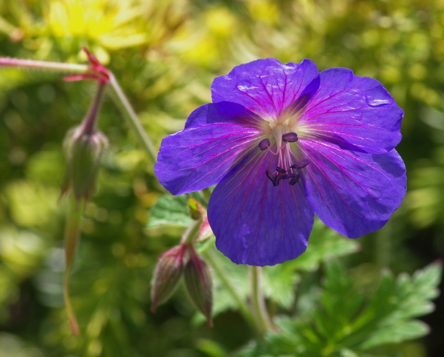Герань лесная мэйфлауэр