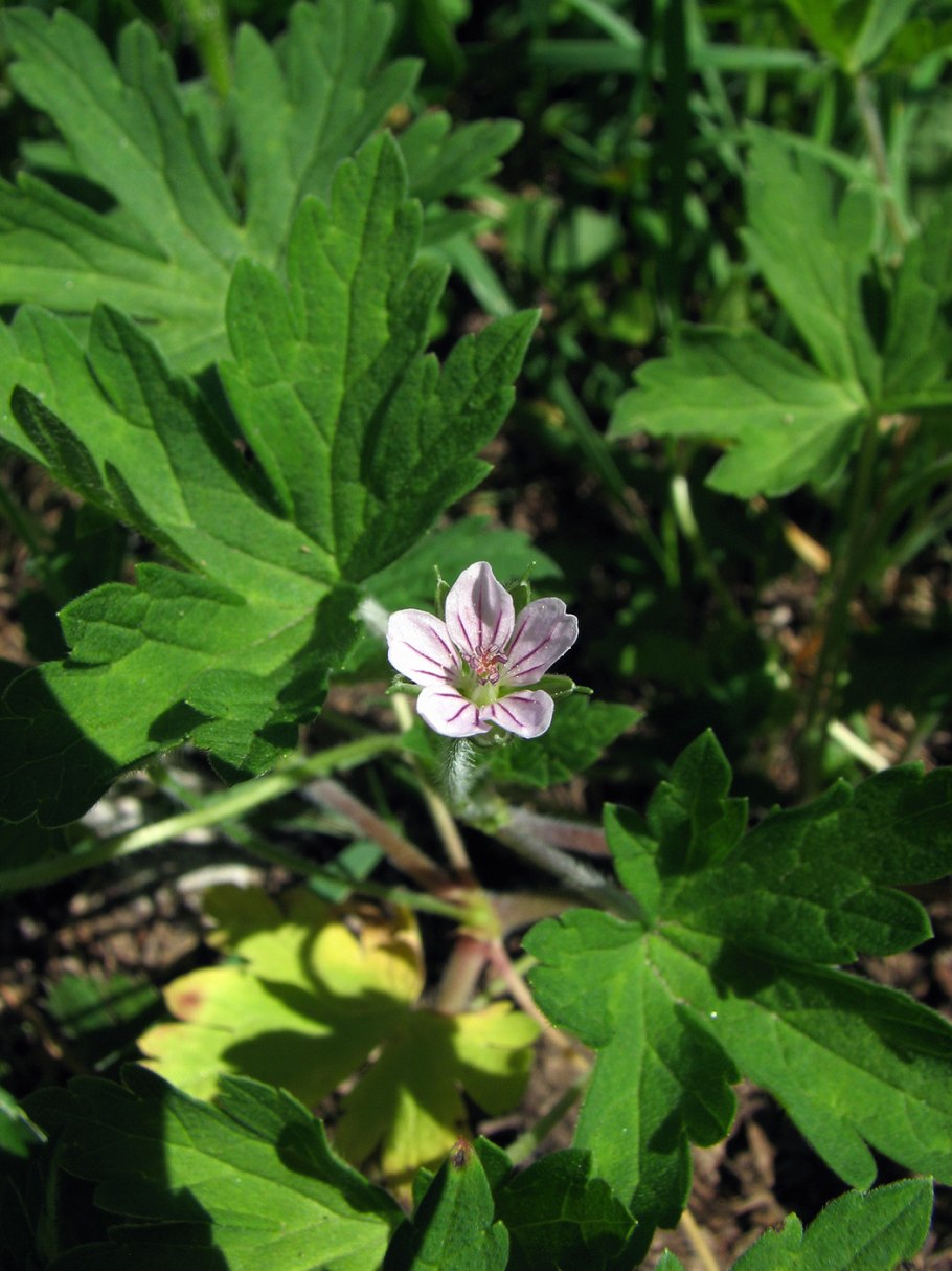 Герань (Geranium) himalayense Gravetye