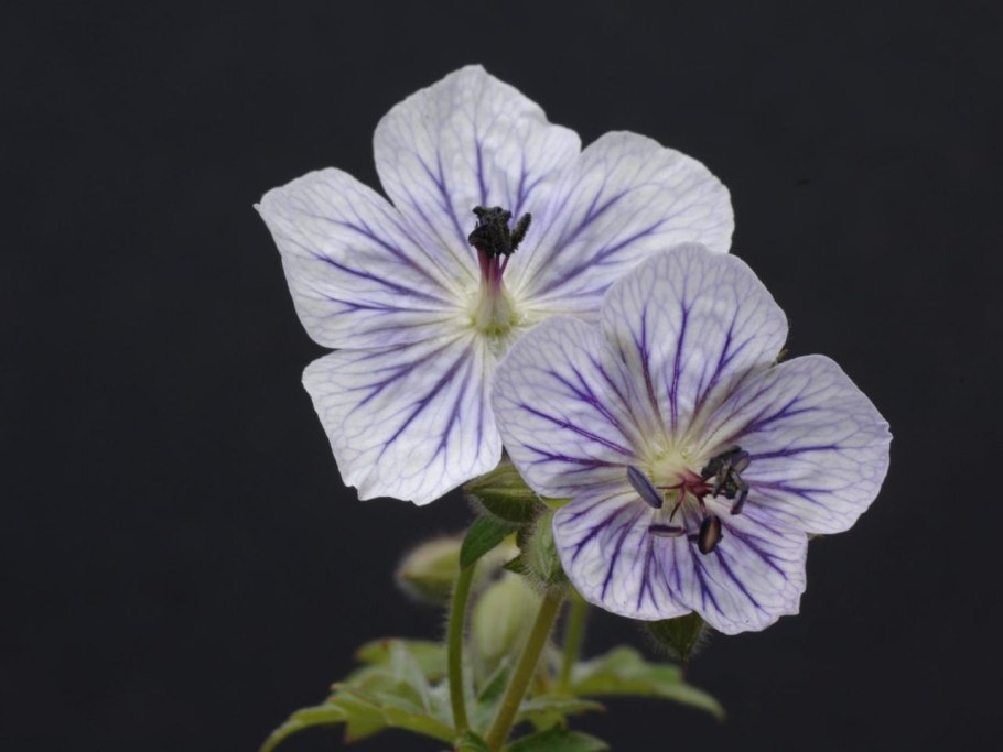 Карликовая герань