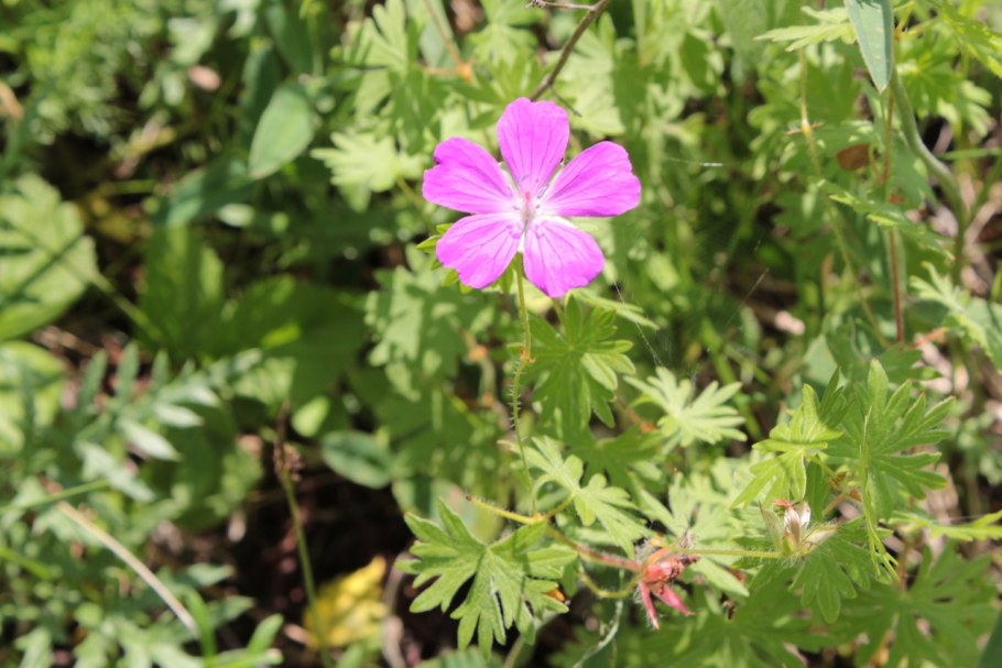 Geranium sanguineum