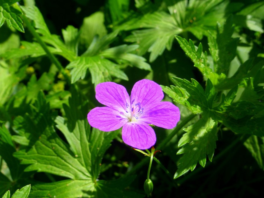Герань Луговая Плантариум