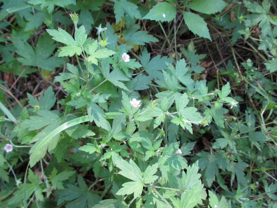 Герань Луговая Вайолет