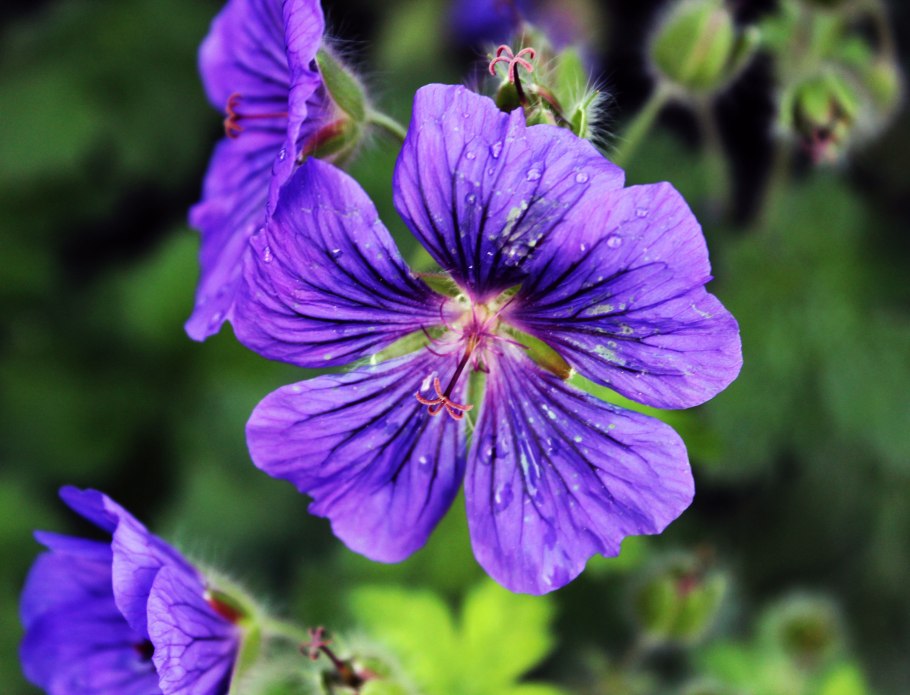 Герань Розанна семена