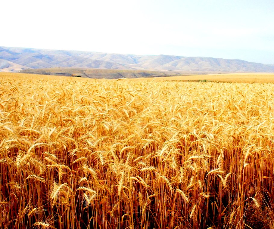 Пшеничное поле Таджикистана