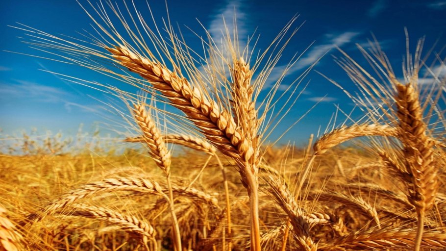 Хлеб от зерна до каравая