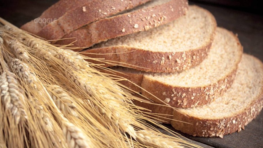 Колос тритикале