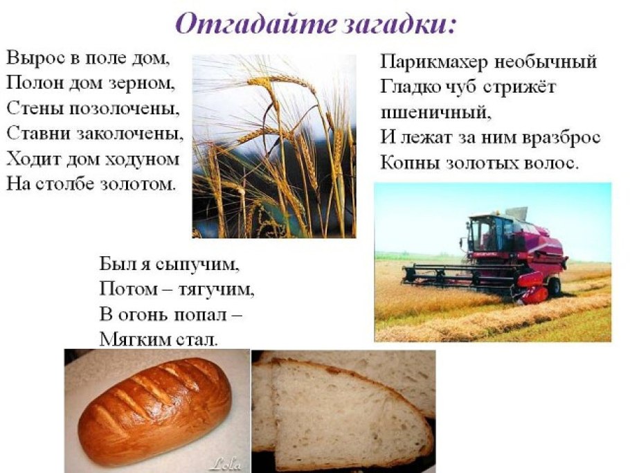 Дон 107 озимая пшеница