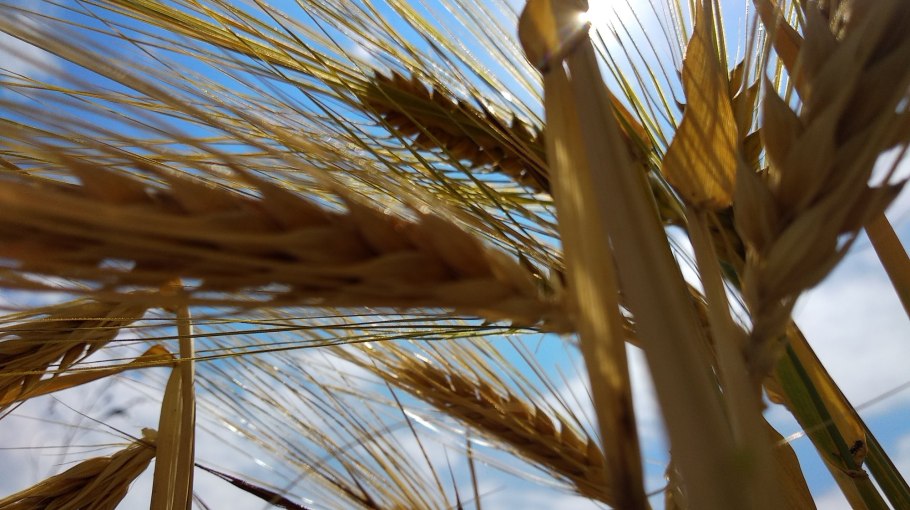 Хлеб пшеница