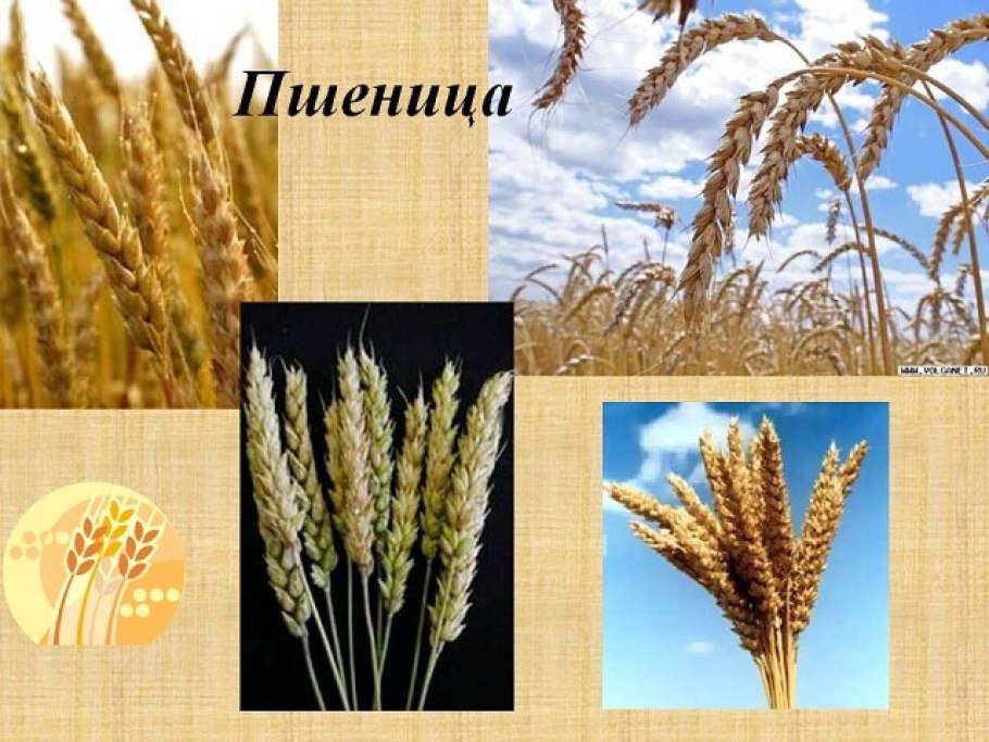 Сельское хозяйство