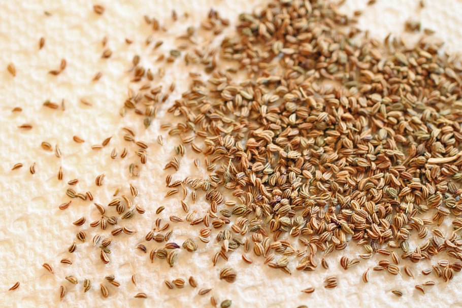 Ажгон (аджван, индийский тмин)