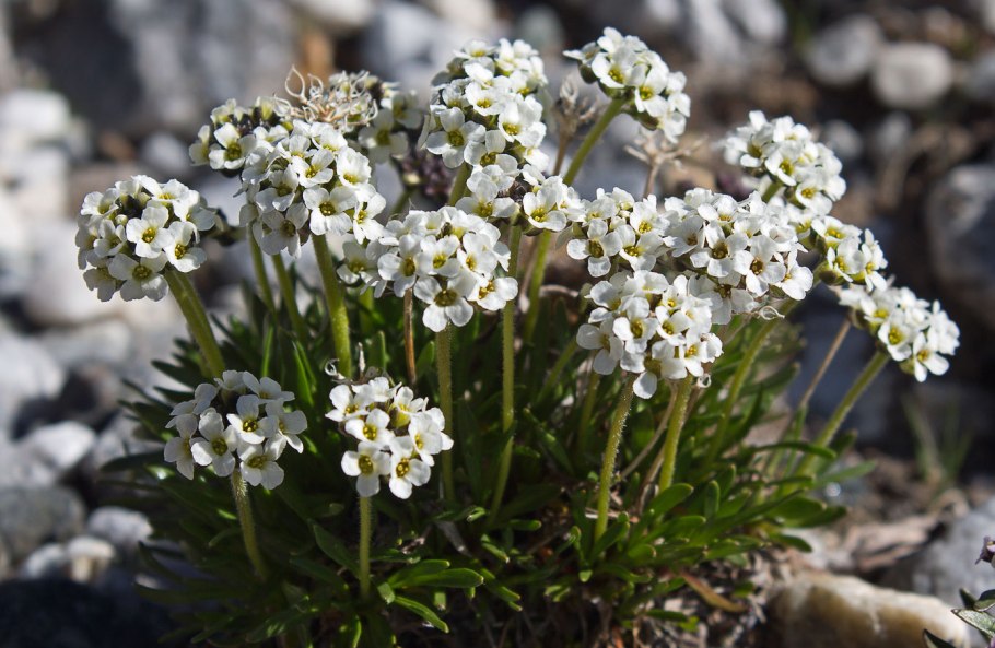 Крупка (Драба) бруниелистная