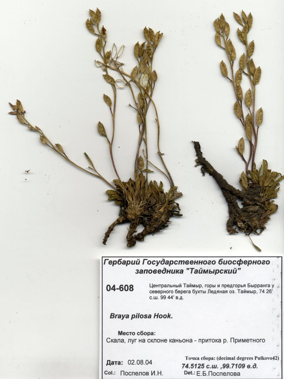 Драба фладницийская