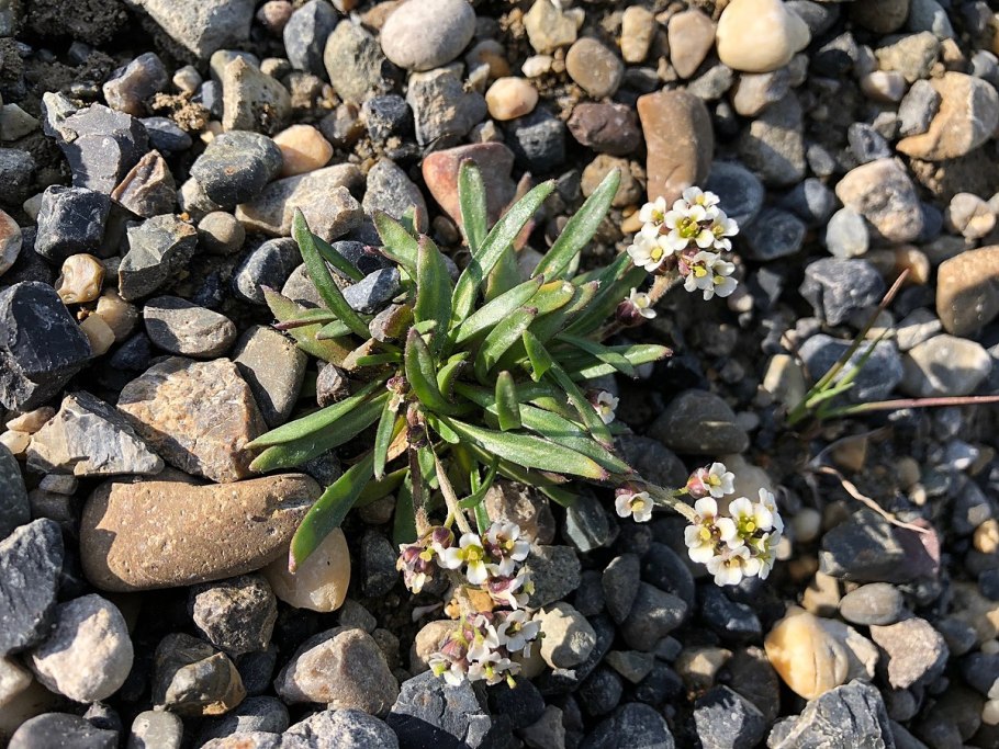 Брайя волосистая