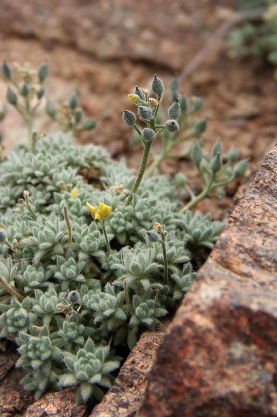 Крупка вечнозеленая Draba aizoides