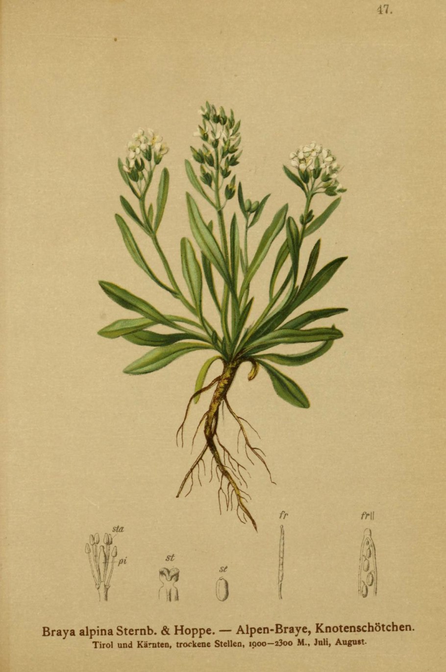 Одногнёздка обвёрнутая