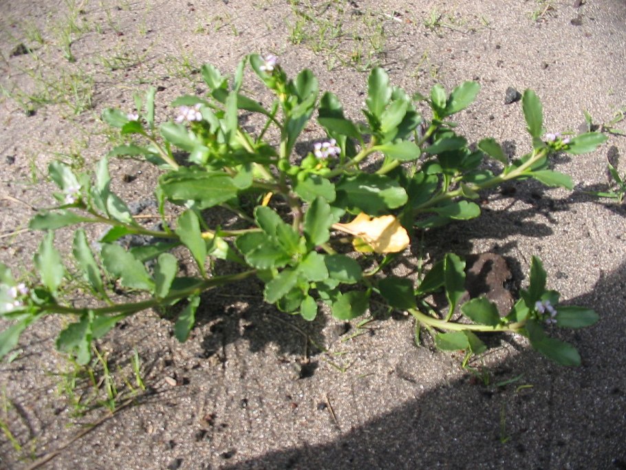 Магнето: смена ролей. Том 2