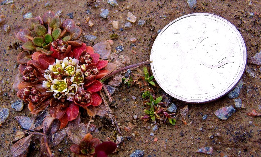 Крупка (Драба) бруниелистная