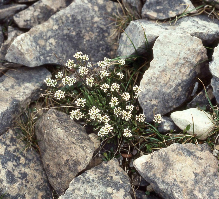 Брайя Медно-красная