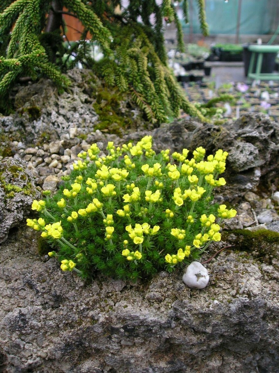 Проломник sempervivoides