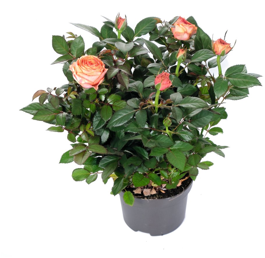 Роза Джиджи парад